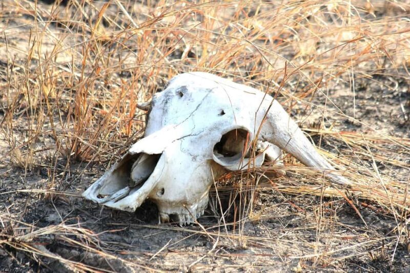 Day trip from Arusha to Ngorongoro Crater National Park - Who This Tour Is Best For