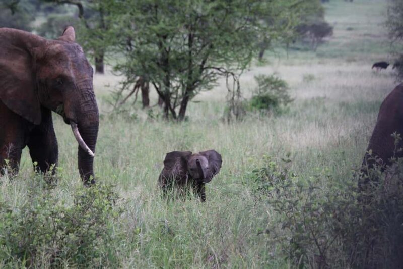Day trip from Dar-es-Salaam to Mikumi National Park - Key Points