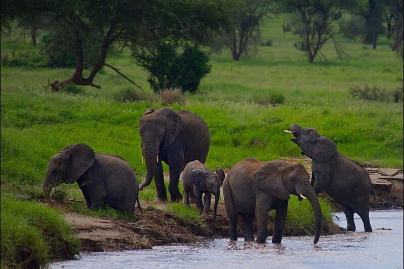 Day trip from Dar-es-Salaam to Mikumi National Park - An In-Depth Look at the Mikumi Day Trip