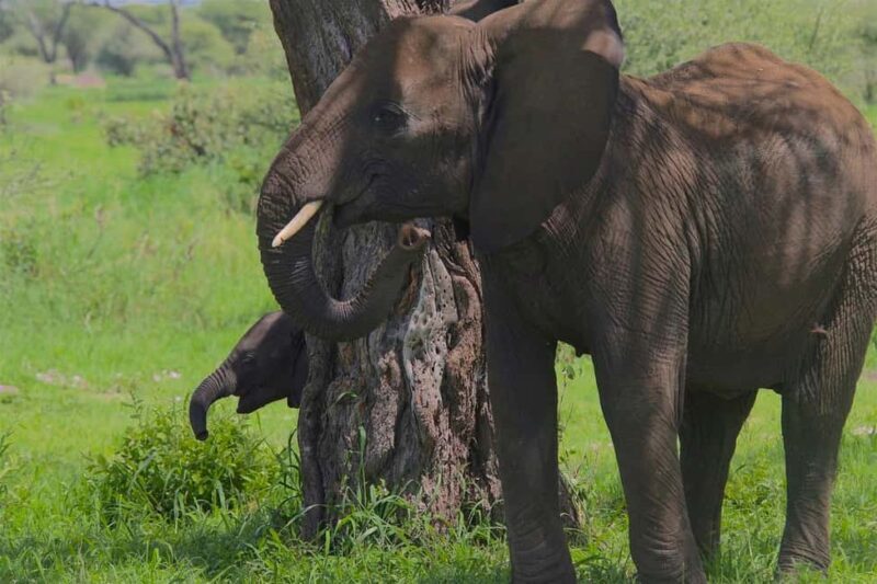 Day trip from Dar-es-Salaam to Mikumi National Park - Frequently Asked Questions (FAQs)