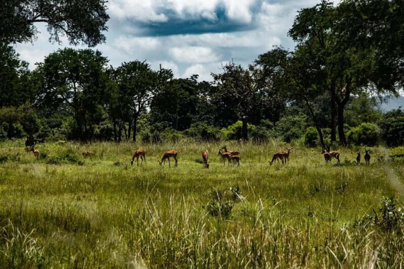 Day trip from Dar-es-Salaam to Mikumi Park by luxury train - A Practical Review of the Day Trip from Dar-es-Salaam to Mikumi National Park by Luxury Train
