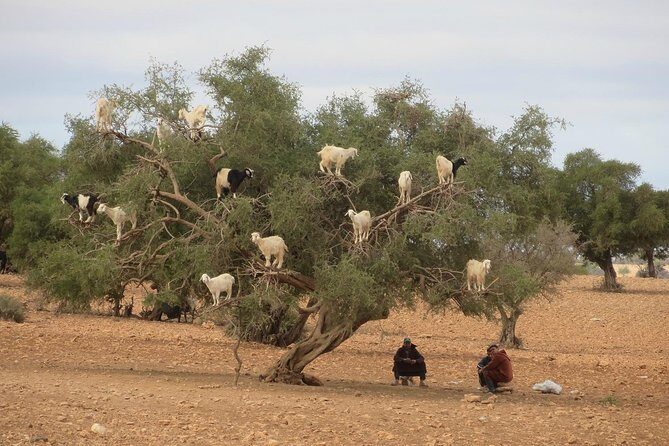 Day Trip from Marrakech to Essaouira - The Journey from Marrakech to Essaouira