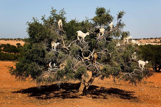 Day trip from marrakech to Essaouira Medina and Argan Factory - Discovering Marrakech’s Coastal Treasure: Essaouira Day Trip