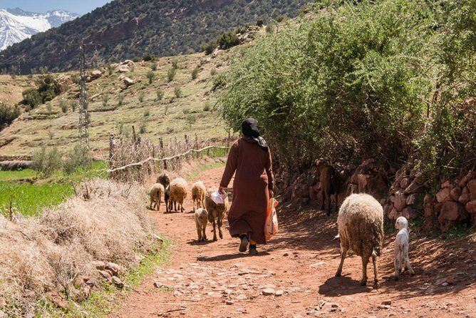Day trip from Marrakech to Ouzoud waterfalls and berber villages - The Value and Practicalities
