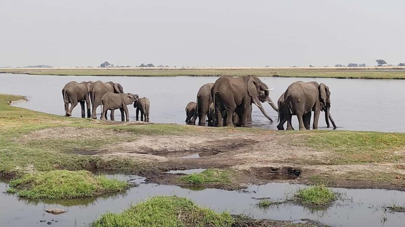 Day Trip from Victoria Falls: Chobe NP Land and River Safari - Day Trip from Victoria Falls: Chobe NP Land and River Safari — An Authentic Wildlife Adventure