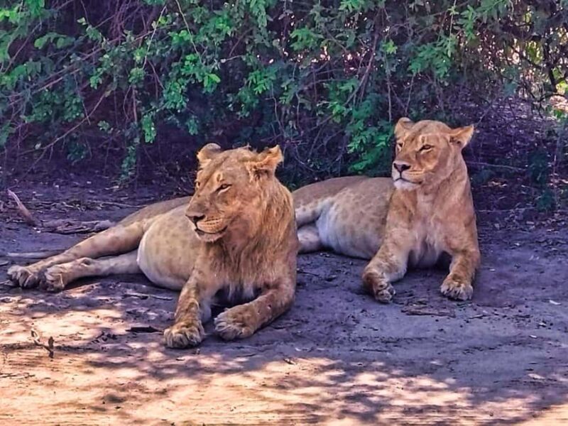 Day Trip from Victoria Falls: Chobe NP Land and River Safari - The Experience Provider — Savannah Adventures Safaris