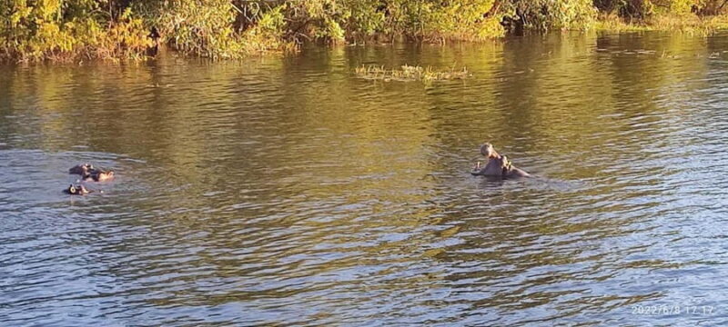 Day Trip from Victoria Falls: Chobe NP Land and River Safari - Final Thoughts