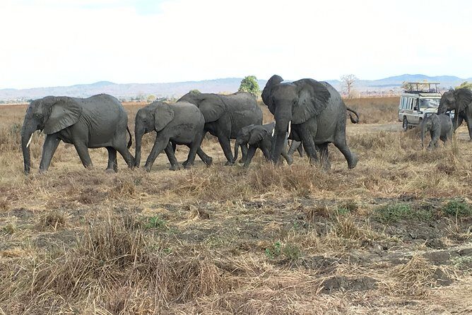 Day Trip From Zanzibar To Mikumi - Insights from Travelers’ Reviews