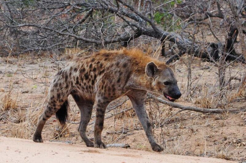 Day trip from Zanzibar to Nyerere National Park by flight - Key Points