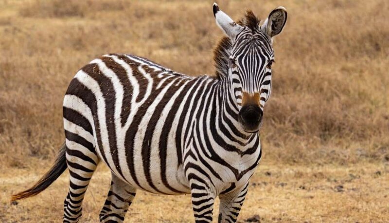 Day trip from Zanzibar to Nyerere National Park by flight - Key Points