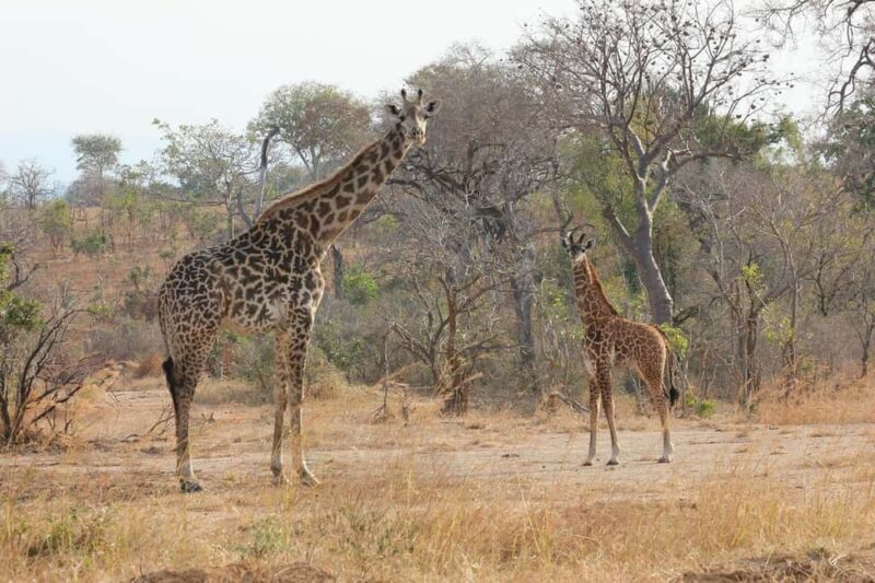 Day trip from Zanzibar to Nyerere National Park by flight - An In-Depth Look at the Experience