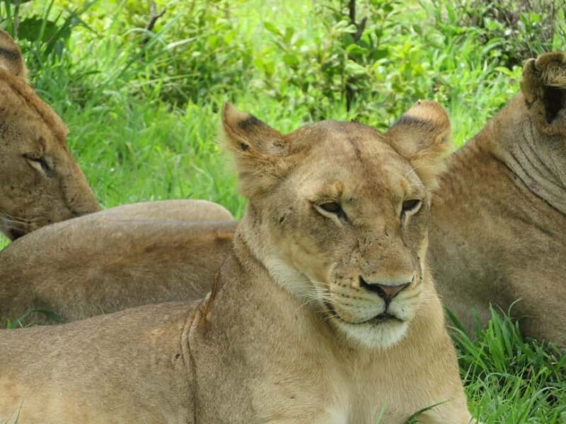 Day trip from Zanzibar to Nyerere National Park by flight - Who Should Consider This Tour?