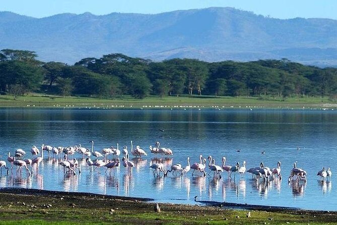 Day trip Hells gate Lake Naivasha best private safari - Analyzing the Value