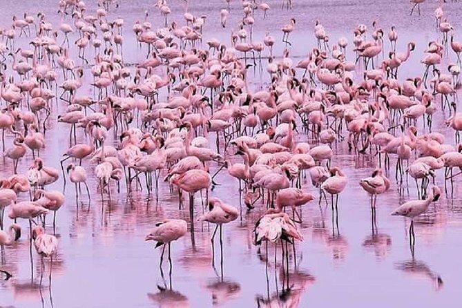 day trip lake manyara - Transportation and Group Size
