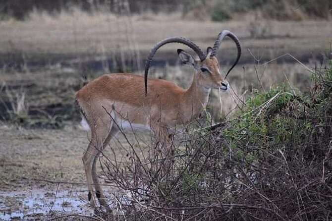 day trip lake manyara - Pricing and Value