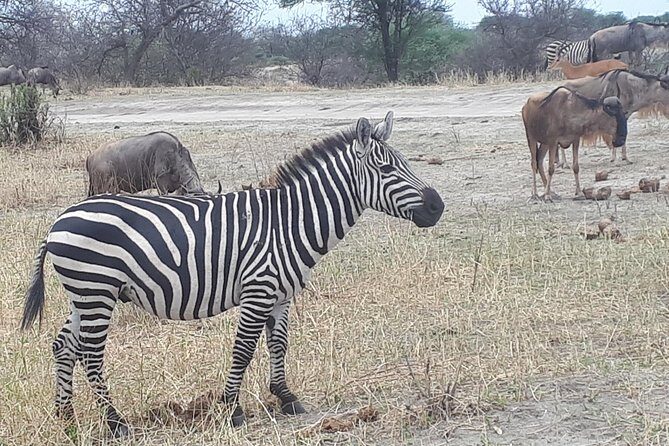 day trip lake manyara - Who Is This Tour Best For?