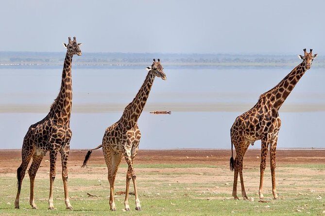 day trip lake manyara - The Sum Up: Who Should Book This Tour?