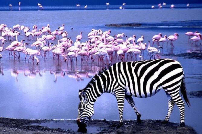 day trip lake manyara - FAQ