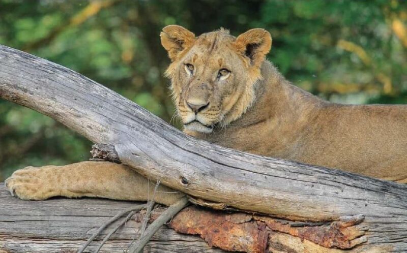 Day trip - Lake Nakuru national park from Nairobi - The Value of Guided Wildlife Tours