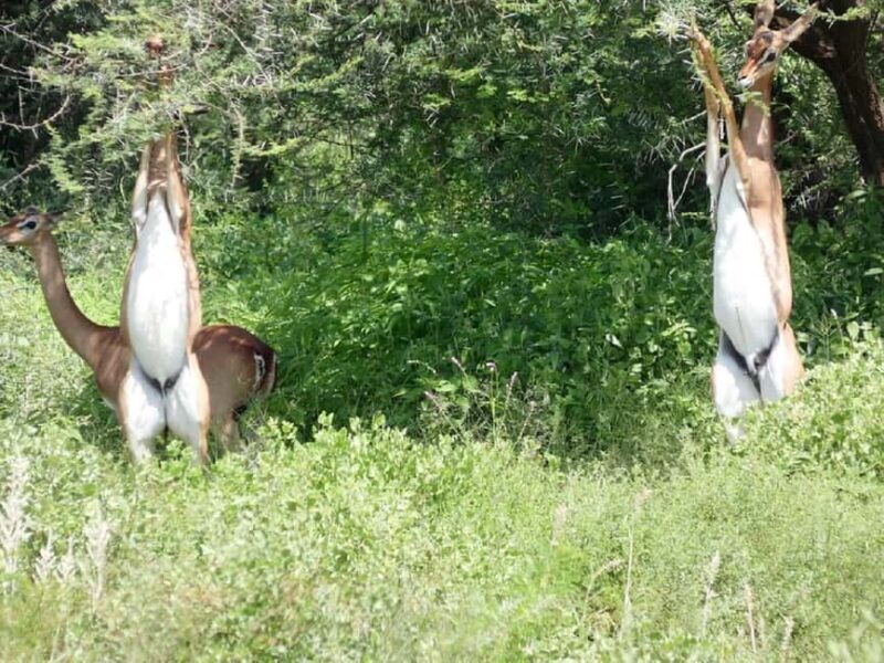 Day trip - Lake Nakuru national park from Nairobi - The Sum Up
