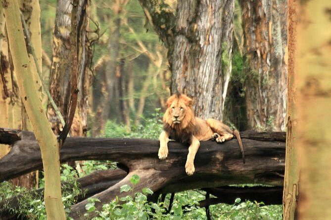 Day trip - Lake Nakuru National Park Tour From Nairobi - A Closer Look at the Itinerary