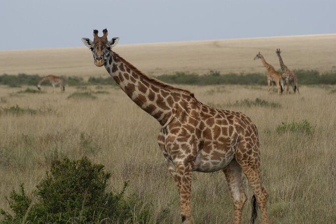 Day trip - Lake Nakuru National Park Tour From Nairobi - Final thoughts: Whos this tour for?