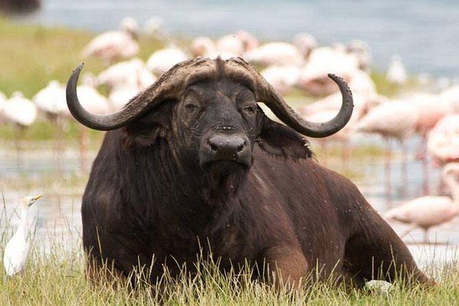 Day trip - Lake Nakuru National Park Tour From Nairobi - In The Sum Up