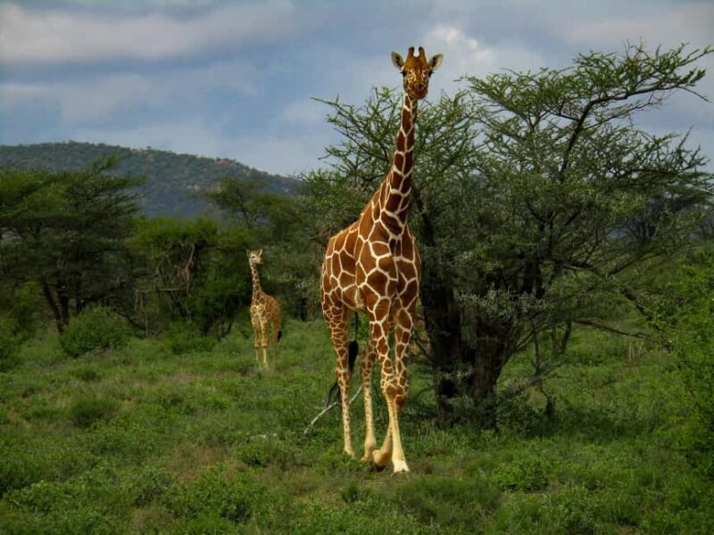 Day Trip: Mount Longonot Hike and Lake Naivasha Boat Ride - Exploring the Mount Longonot Hike and Lake Naivasha Boat Ride: A Complete Guide