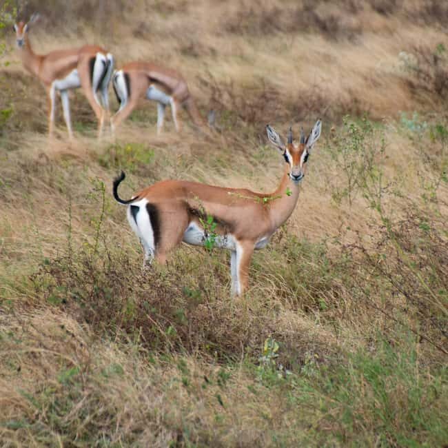 Day Trip: Mount Longonot Hike and Lake Naivasha Boat Ride - Who Is This Tour Best For?