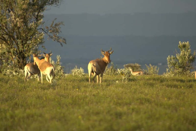 Day Trip: Mount Longonot Hike and Lake Naivasha Boat Ride - Final Thoughts