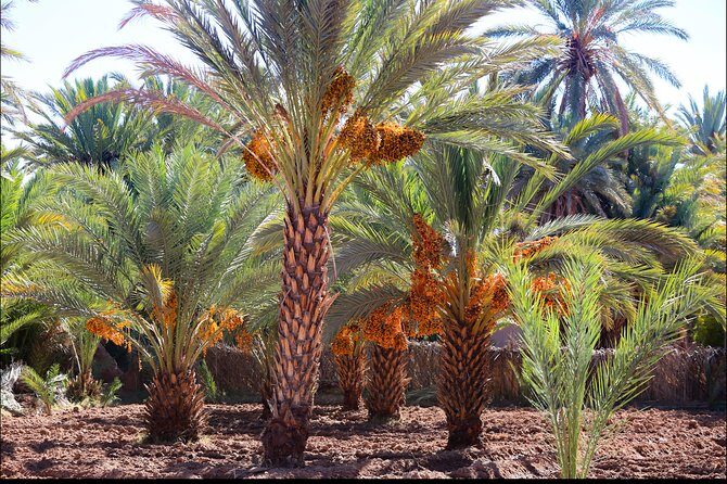 Day trip Ouarzazate Zagora - What to Expect on This Moroccan Adventure