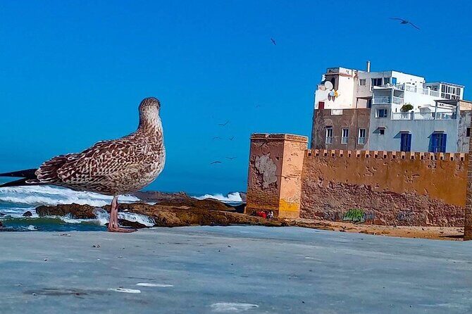 Day trip out from Marrakech to essaouira city - Why This Tour Stands Out
