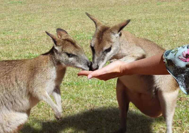 Day Trip: Rainforest & Aboriginal Culture Tour - What We Love and What to Consider