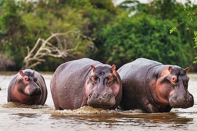 Day Trip Safari - Akagera National Park with Optional Lake Ihema Boat Safari - Key Points