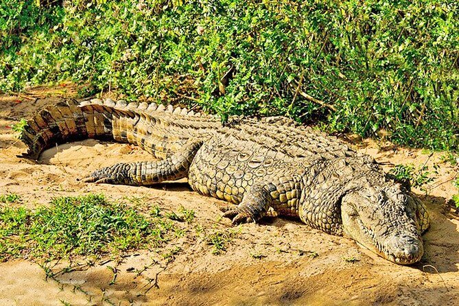 Day Trip Safari - Akagera National Park with Optional Lake Ihema Boat Safari - What the Tour Offers