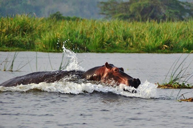 Day Trip Safari - Akagera National Park with Optional Lake Ihema Boat Safari - Logistics and Practical Details