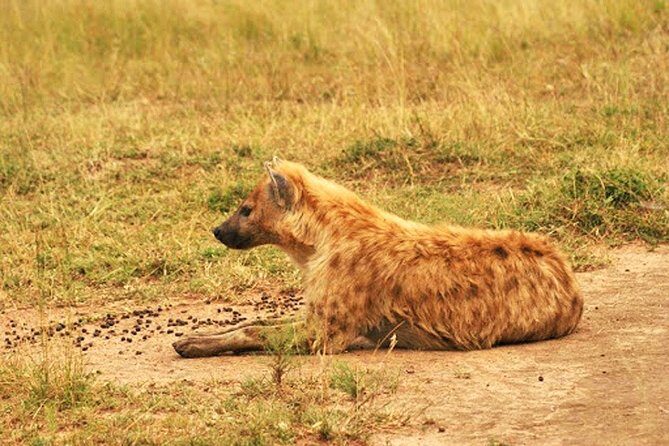Day Trip Safari - Akagera National Park with Optional Lake Ihema Boat Safari - Things to Consider
