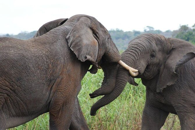 Day Trip Safari - Akagera National Park with Optional Lake Ihema Boat Safari - Frequently Asked Questions