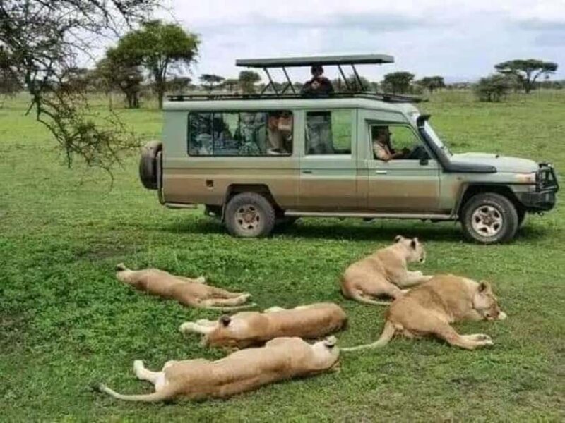 Day Trip Safari from zanzibar to mikumi using ferry and car - Key Points