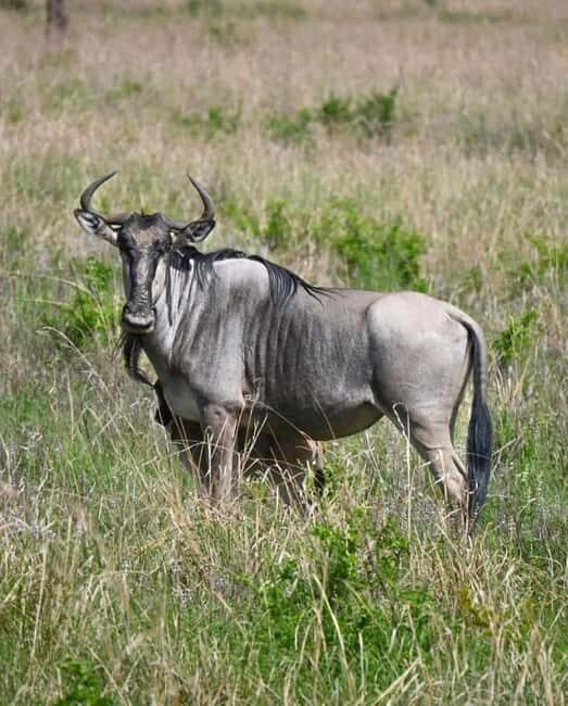 Day Trip Safari from zanzibar to mikumi using ferry and car - The Itinerary Breakdown: What to Expect