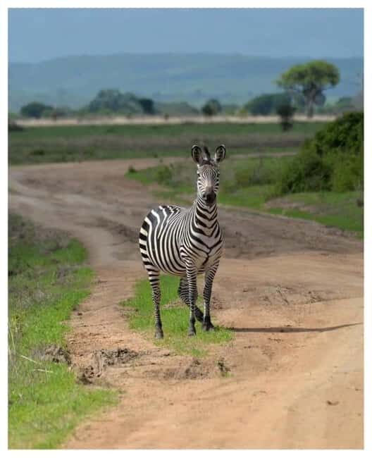 Day Trip Safari from zanzibar to mikumi using ferry and car - Practical Tips for Travelers
