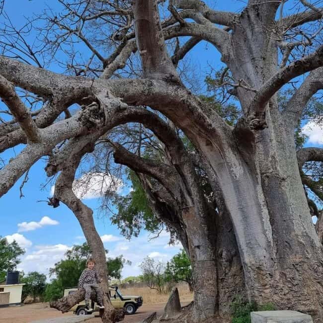 Day Trip Safari from zanzibar to mikumi using ferry and car - Final Thoughts: Is This Safari Right for You?