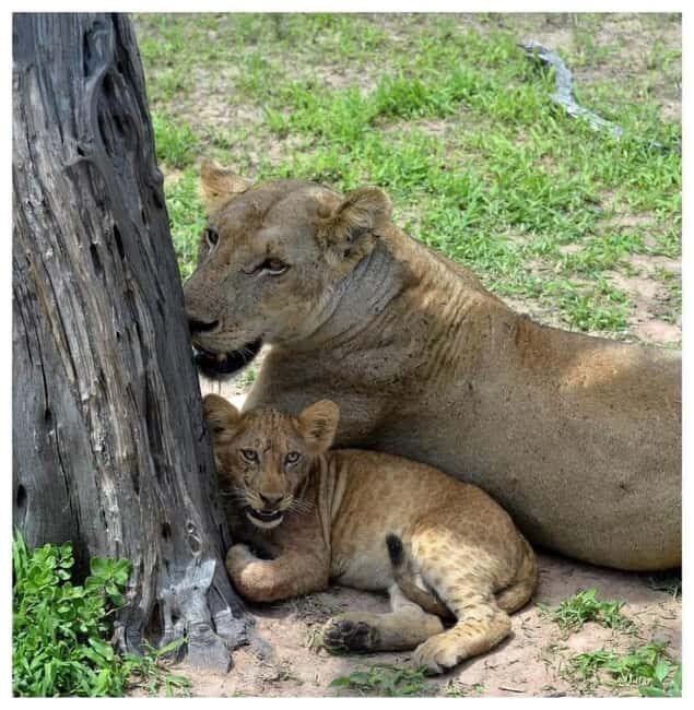 Day Trip Safari from zanzibar to mikumi using ferry and SGR - A Detailed Look at the Itinerary and Experience