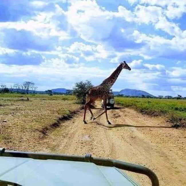 Day Trip Safari from zanzibar to mikumi using ferry and SGR - The Value for Money