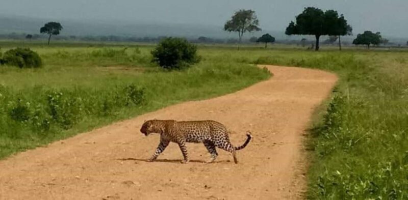 Day Trip Safari from zanzibar to mikumi using ferry and SGR - The Sum Up