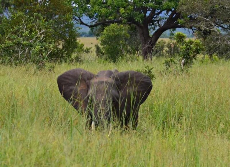 Day Trip Safari from zanzibar to mikumi using ferry and SGR - FAQ