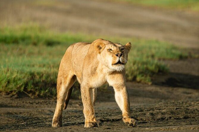 Day trip Safari to Mikumi National Park - What Makes This Safari Stand Out?