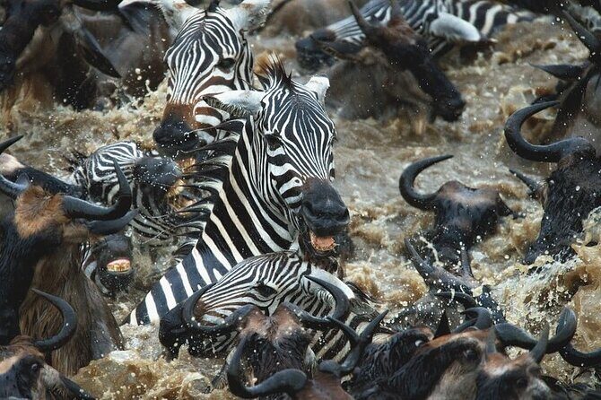 Day trip Safari to Mikumi National Park - Who Is This Tour Best For?