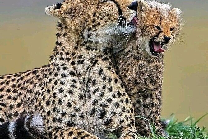 Day Trip Safari to Mikumi National Park - An In-Depth Look at the Tour