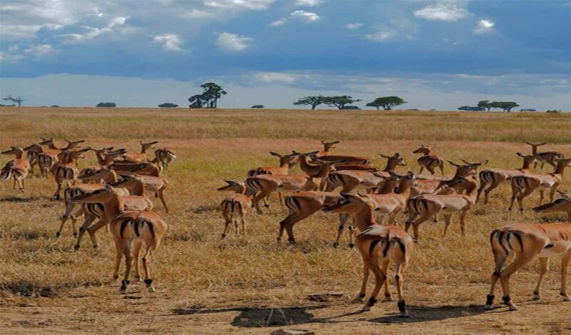 Day Trip Safari to Mikumi National. - Exploring the Day Trip Safari to Mikumi National Park